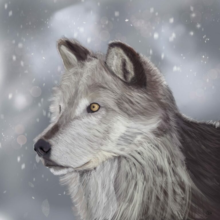 wolf