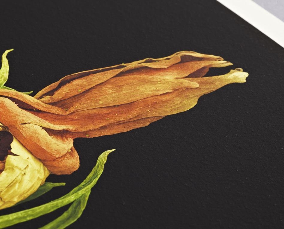 Pet Portraits Commissions 2 Close-up of a dried flower with yellow and brown petals against a black background, showcasing intricate textures and natural details.