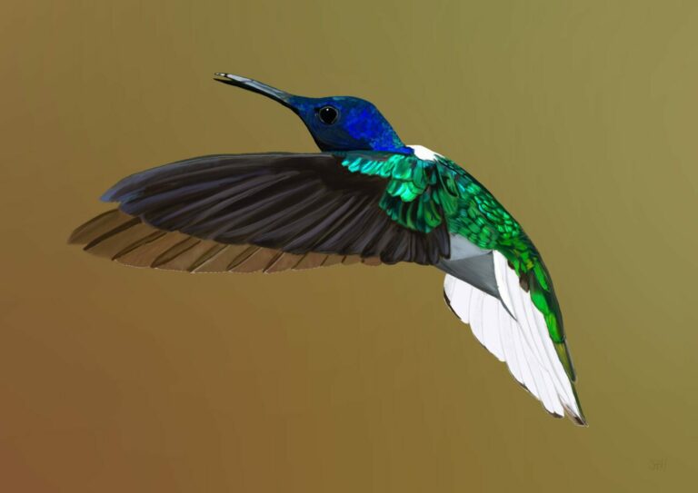 Hummingbird