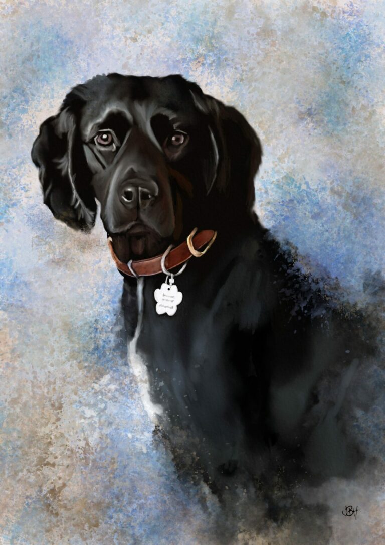 a pet portrait of Bonnie the sprocker