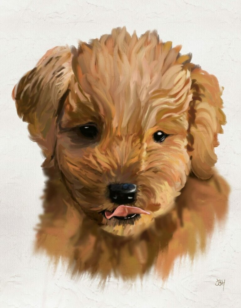 Portrait of a Cockapoo pup