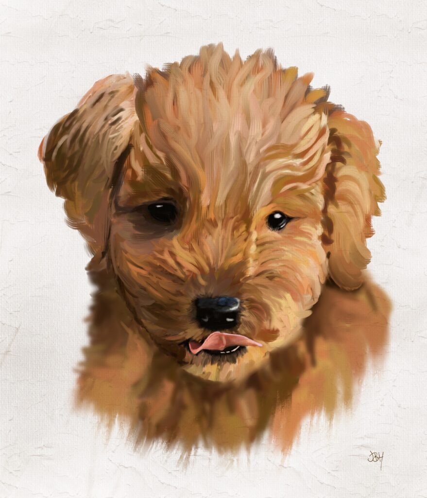 Pet Portrait of a cockapoo pup licking its lips